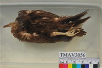 藏品(斑頸鳩)的圖片